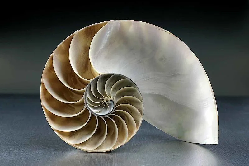 fibonacci mediapop nature